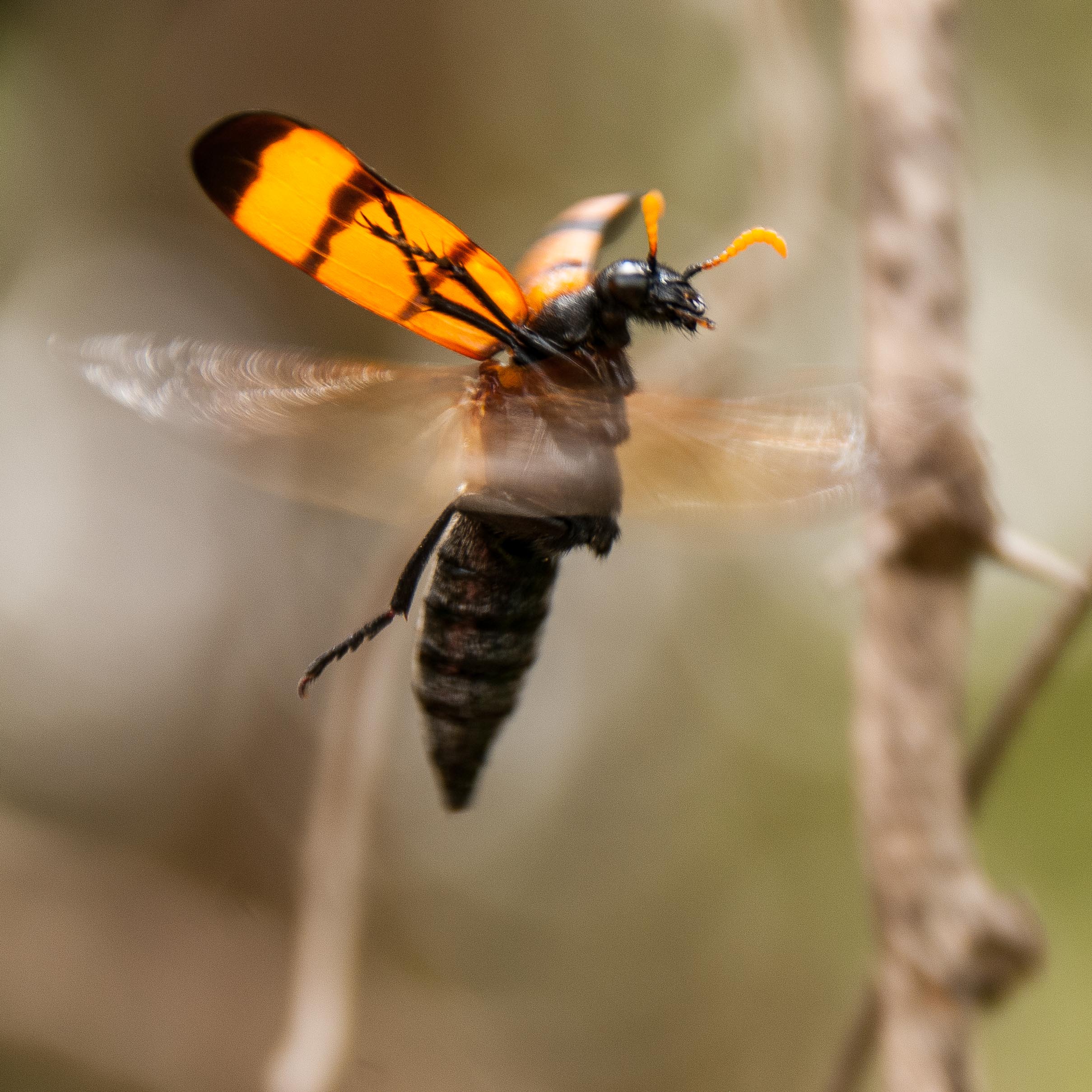 Mylabre Africain (Hycleus trifasciatus), envol, Réserve Naturelle de Popenguine.